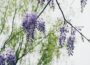 purple flower on brown tree branch during daytime
