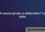 Jak suszyć grzyby w piekarniku? I nie tylko