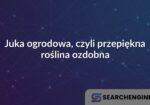Juka ogrodowa, czyli przepiękna roślina ozdobna
