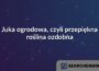 Juka ogrodowa, czyli przepiękna roślina ozdobna